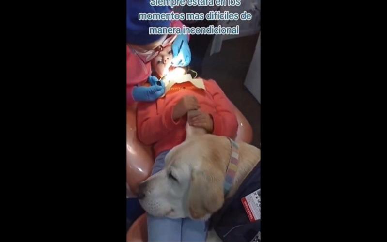 牙科治療犬 牙科治療犬