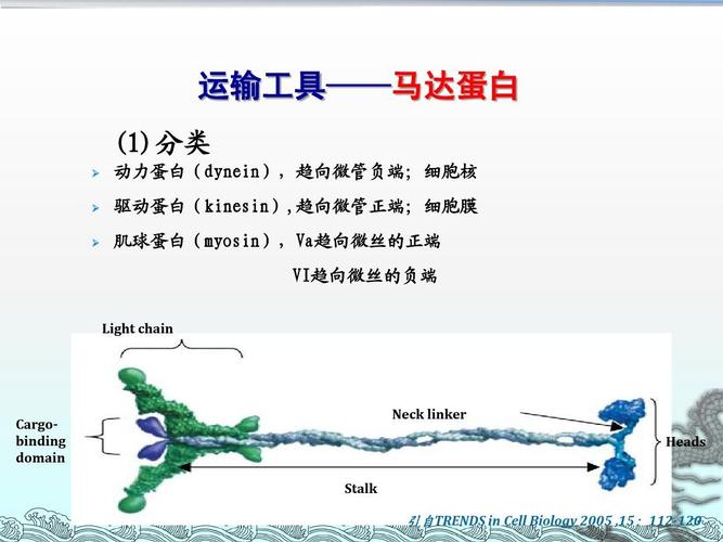 驅動蛋白名詞解釋，驅動蛋白和動力蛋白