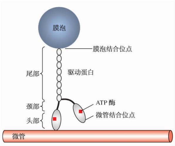 驅動蛋白家族，驅動蛋白的運輸方向是從微管負端到正端