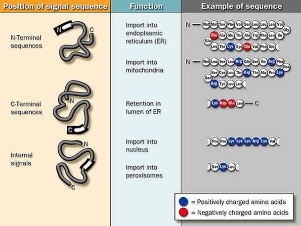 驅動蛋白質多肽鏈折疊盤曲的主要動力，驅動蛋白作用